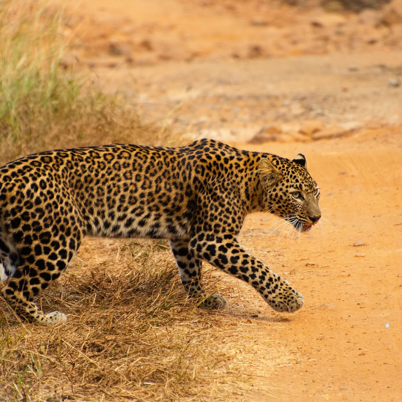 A Indian leopard walking to a pathway at Trees N Tigers, Tadoba.